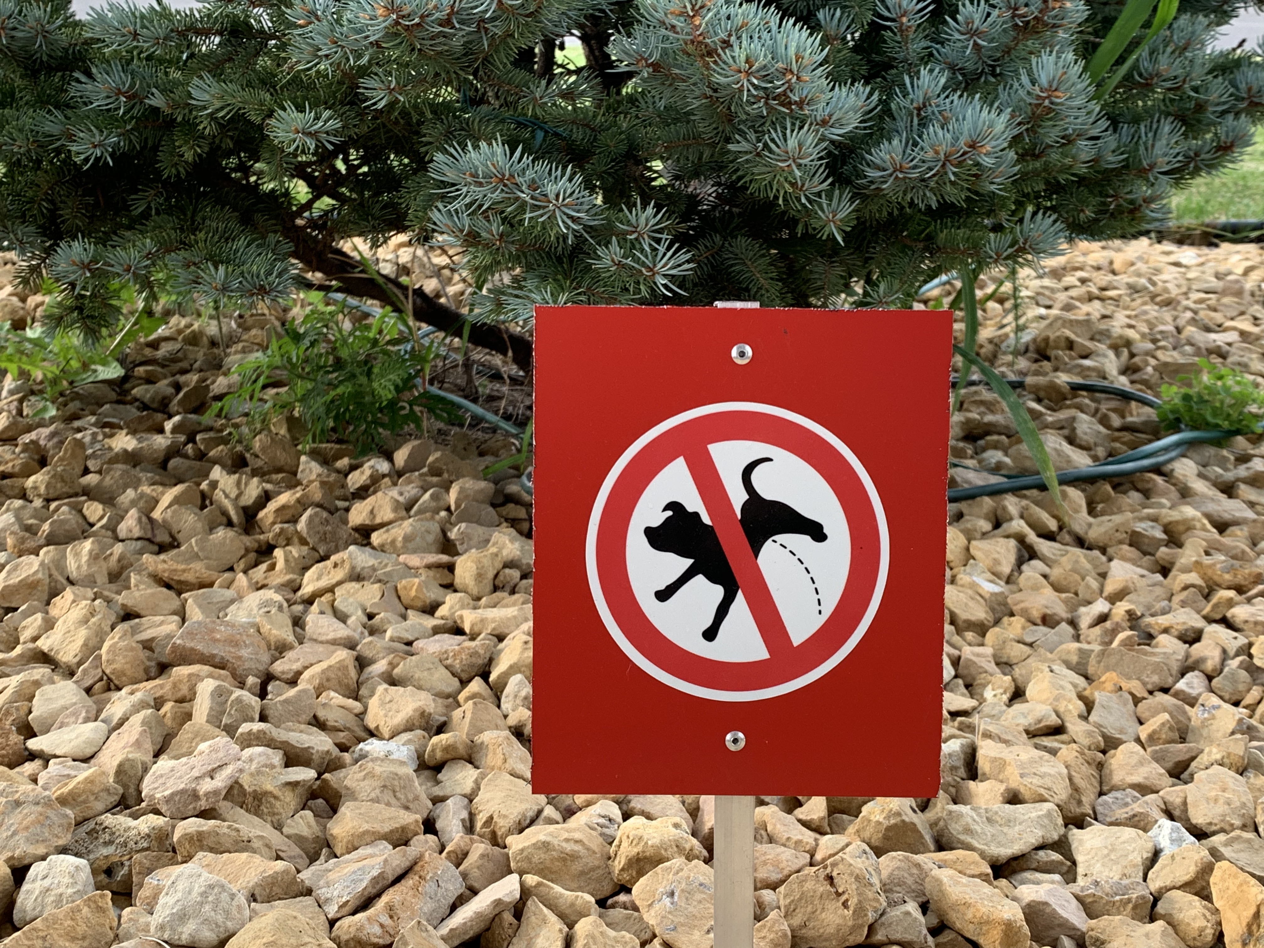 A small red sign stuck in the ground by some landscaping, bearing a picture of a dog peeing with the red “no” symbol over it.